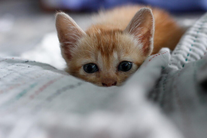 Orange Kitten Peeking — Curious, Photograph, Blanket