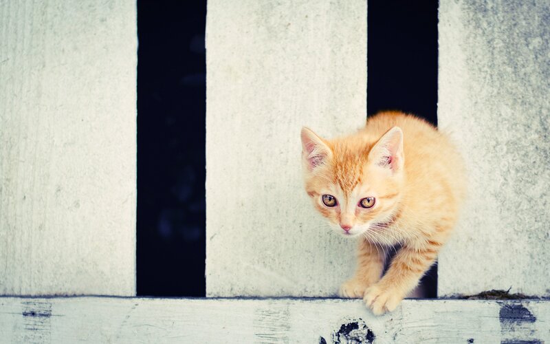 Orange Kitten Peeking — Curious, Photograph, Fence