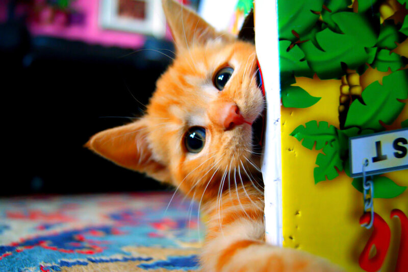 Orange Kitten Peeking — Curious, Photograph