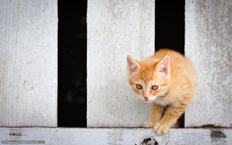 orange kitten peeking out