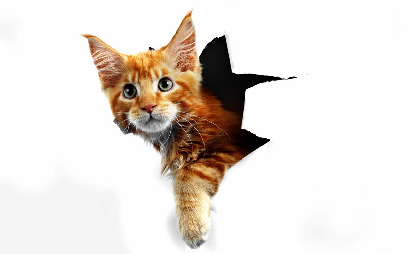 Orange Kitten Peeking — Playful