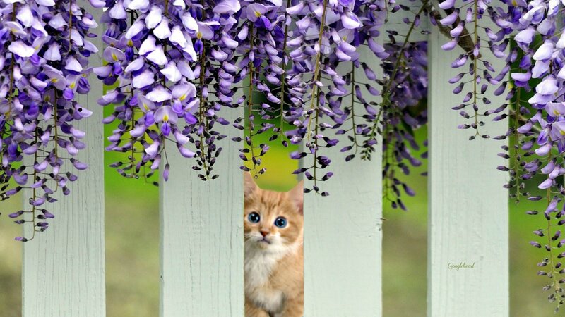 Orange Kitten Peeking — Purple