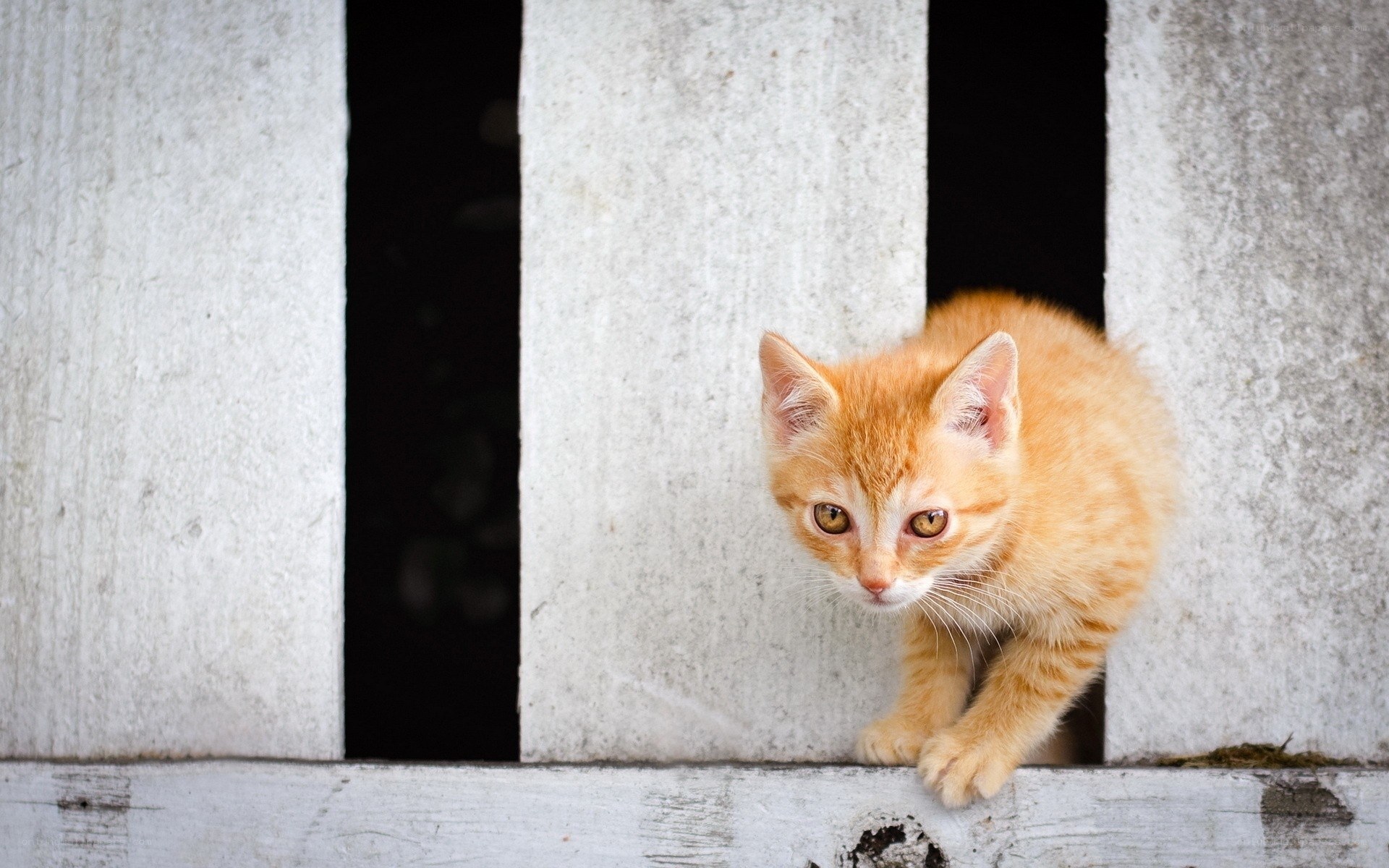 orange kitten peeking through fence