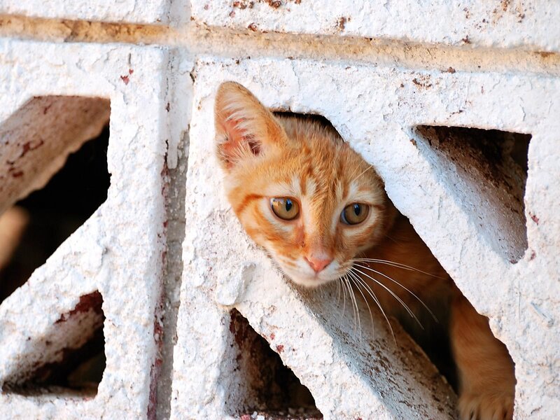 orange kitten peeking through wall