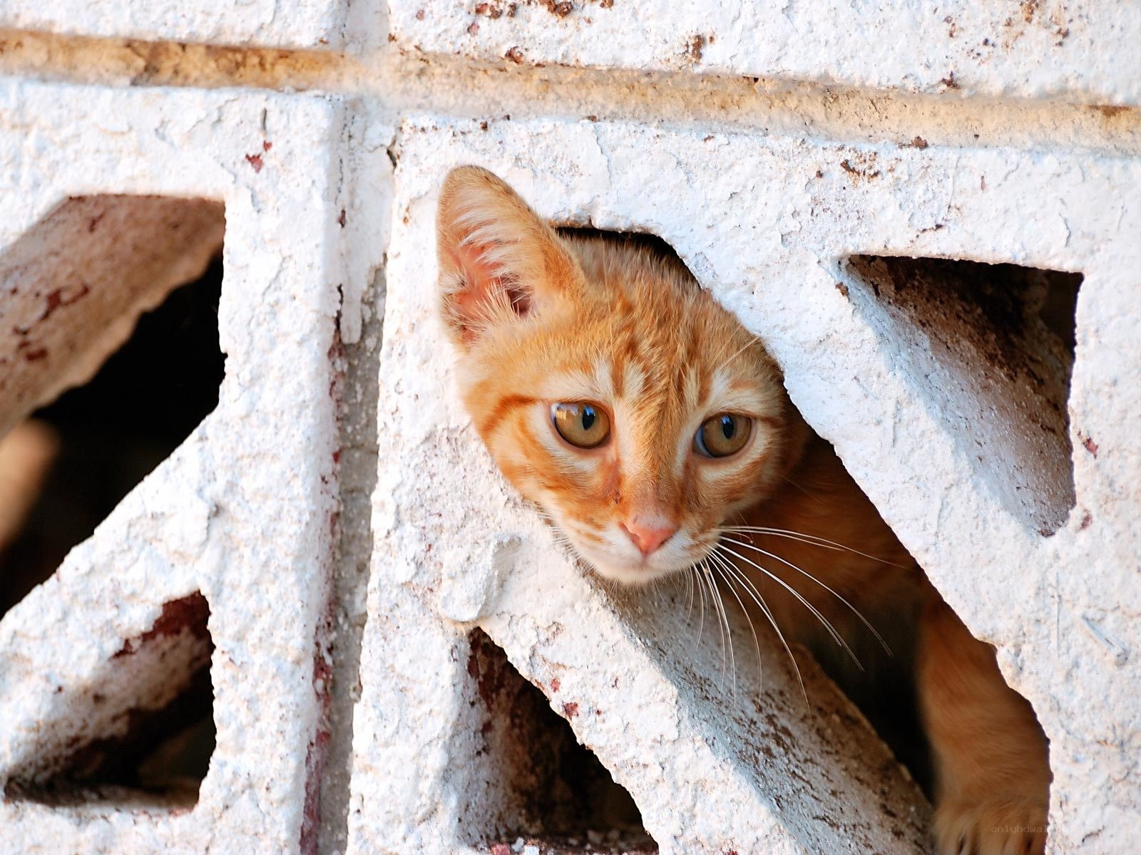 orange kitten peeking through wall