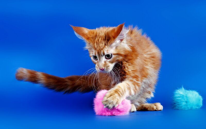 Orange Kitten Playing — Blue