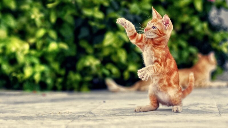 orange kitten playing outdoors