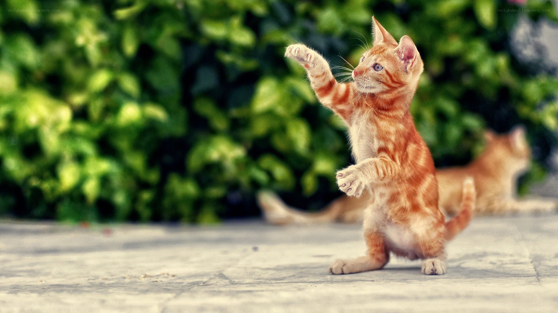 orange kitten playing outdoors