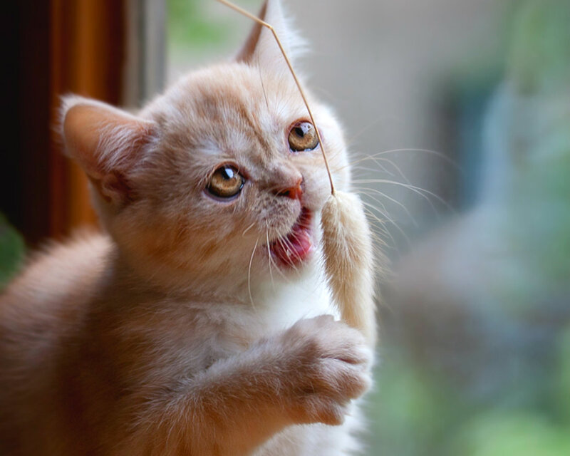 Orange Kitten Playing — Playful, Afternoon, Photograph