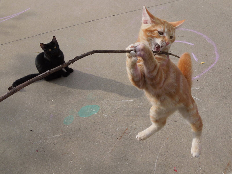 Orange Kitten Playing — Playful, Afternoon