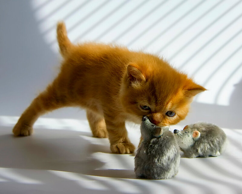 Orange Kitten Playing — Playful, Morning, Photograph
