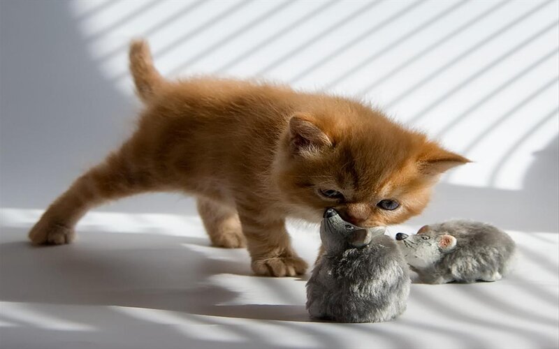 Orange Kitten Playing — Playful, Morning