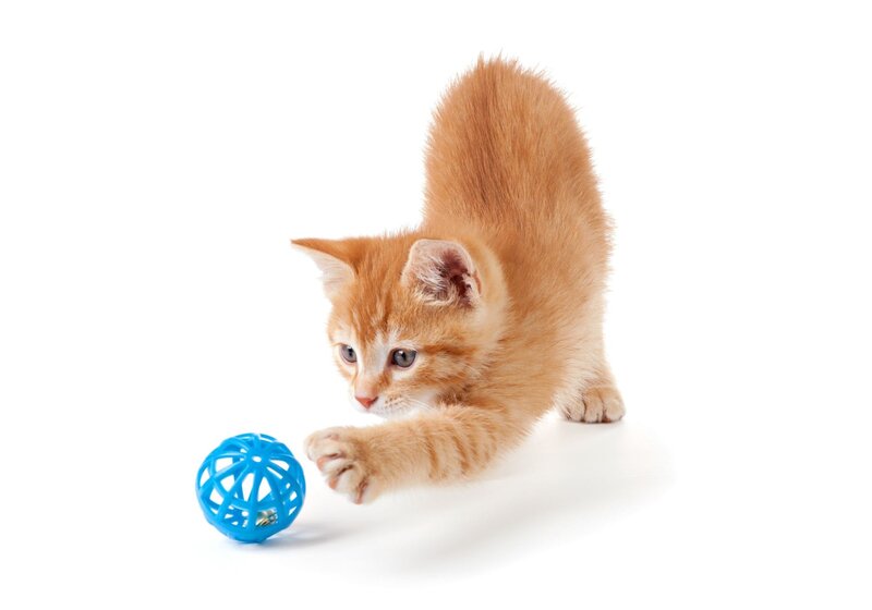 Orange Kitten Playing — Playful, Photograph, Blue Ball