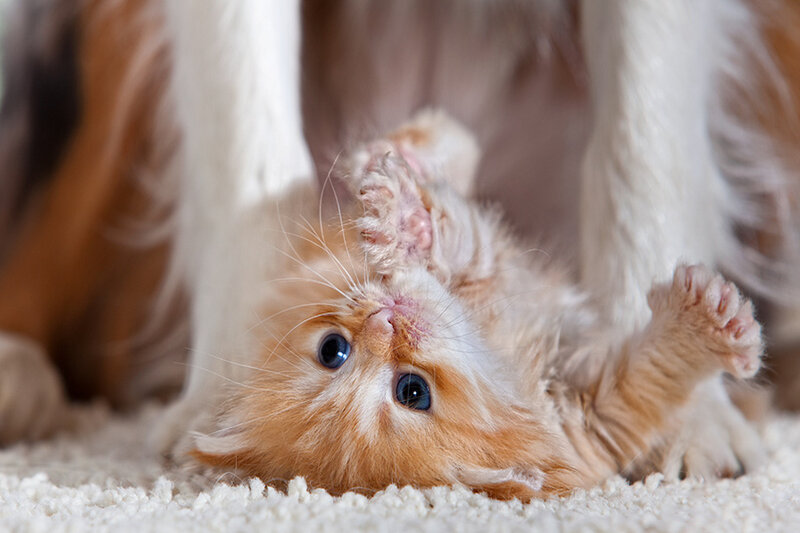 Orange Kitten Playing — Playful, Photograph, Carpet