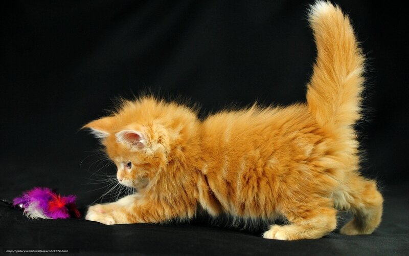Orange Kitten Playing — Playful, Photograph, Feather Toy, Black Background