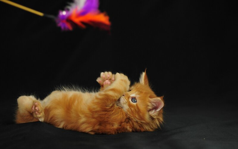 Orange Kitten Playing — Playful, Photograph, Feather Toy
