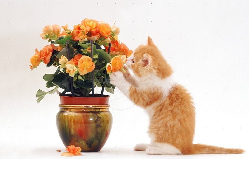 Orange Kitten Playing — Playful, Photograph, Flower Pot
