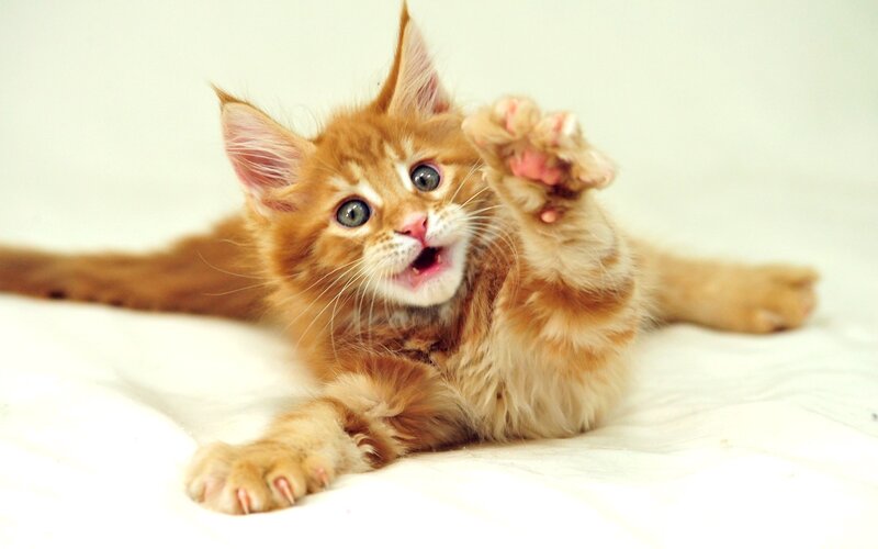 Orange Kitten Playing — Playful, Photograph, Paws