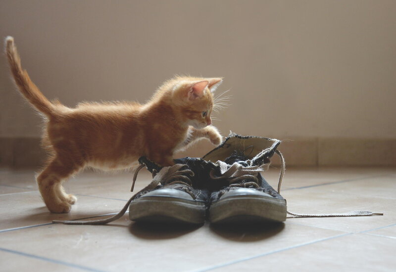Orange Kitten Playing — Playful, Photograph, Shoes