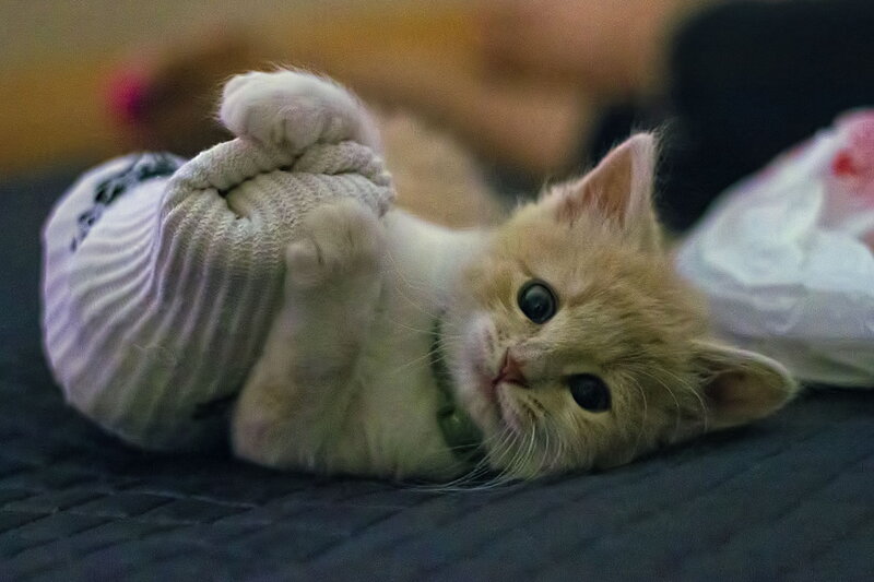 Orange Kitten Playing — Playful, Photograph, Sock
