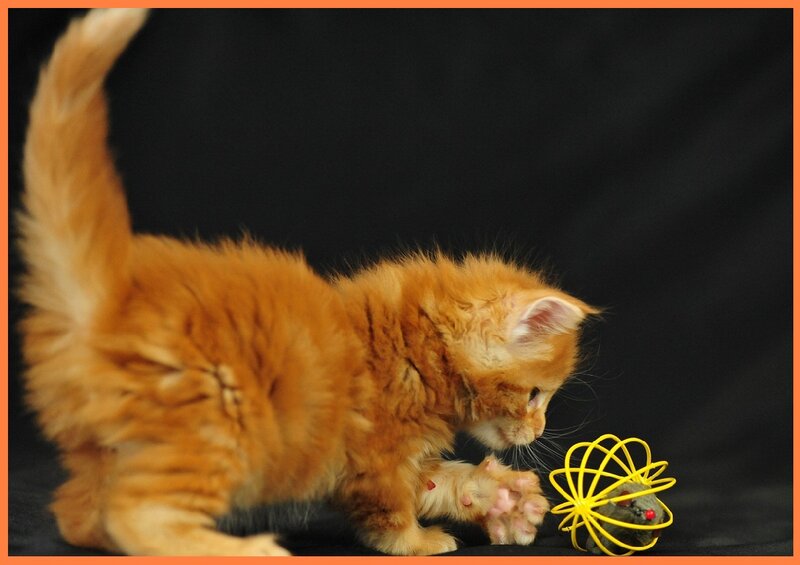 Orange Kitten Playing — Playful, Photograph
