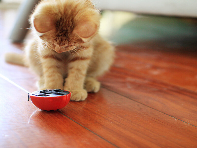 Orange Kitten Playing — Playful, Photograph, Toy, Floor