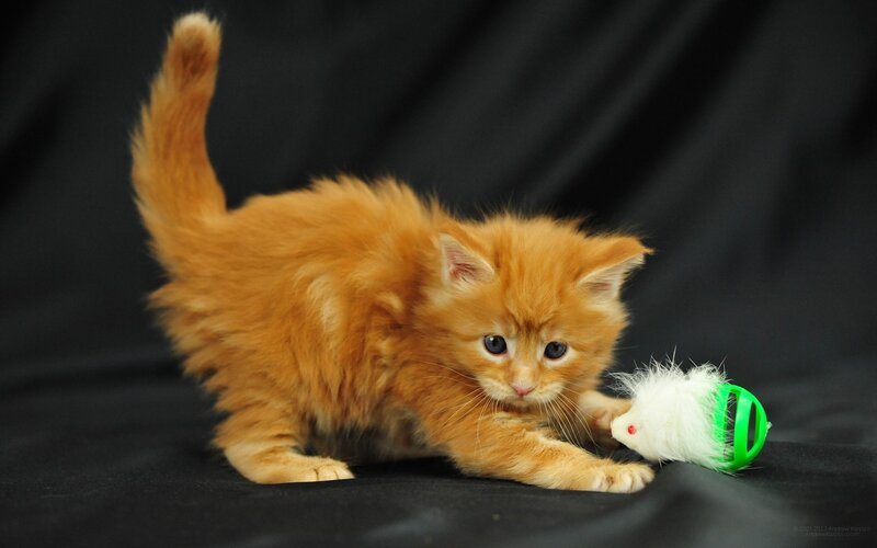Orange Kitten Playing — Playful, Photograph, Toy Mouse, Black Background