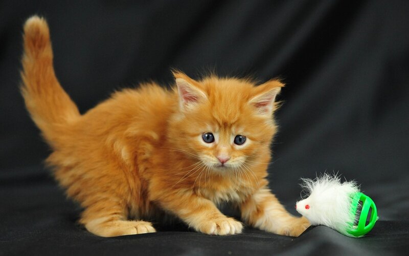 Orange Kitten Playing — Playful, Photograph, Toy Mouse