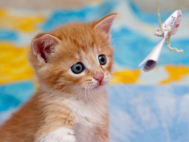 Orange Kitten Playing — Playful, Photograph, Toy