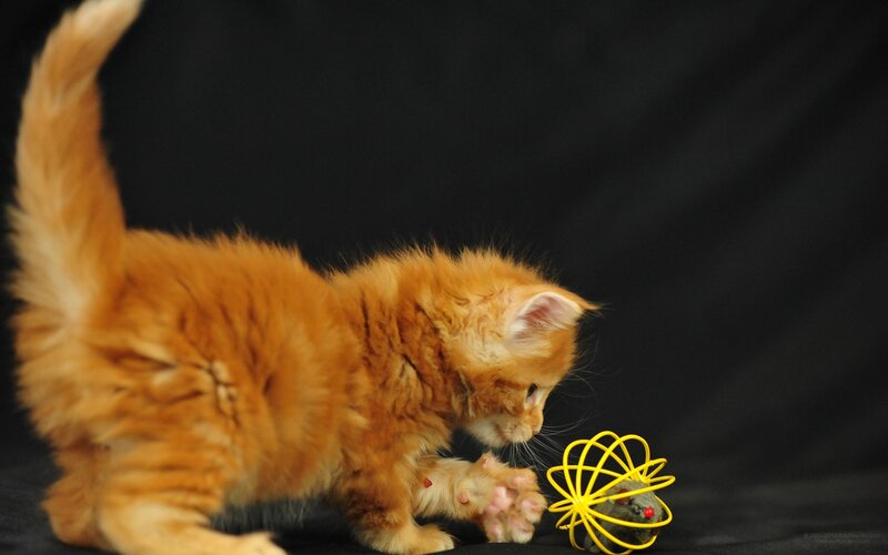 Orange Kitten Playing — Playful, Photograph, Yellow Toy