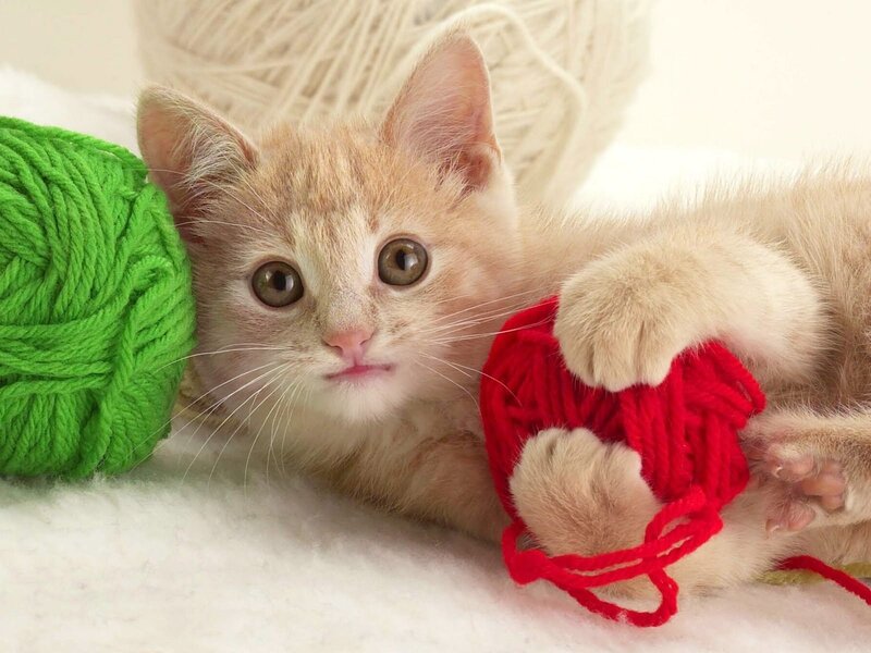 Orange Kitten Playing — White