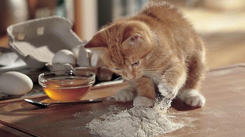 Orange Kitten Playing with Flour