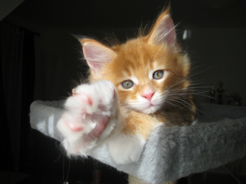 orange kitten reaching out