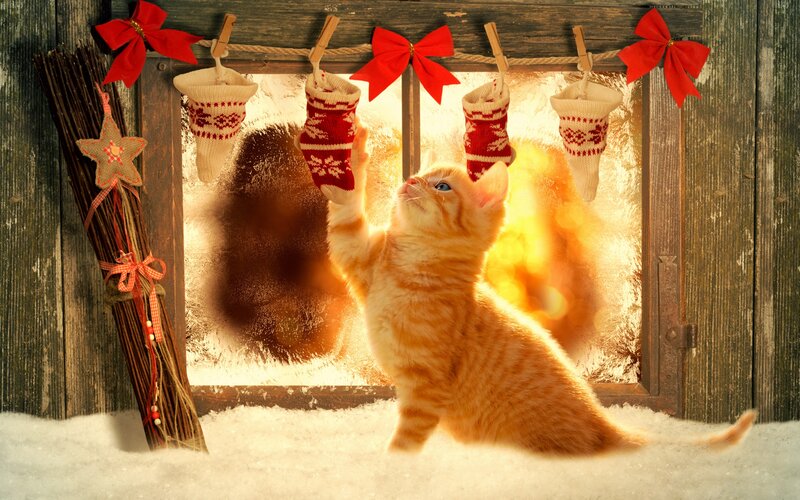Orange Kitten Reaching