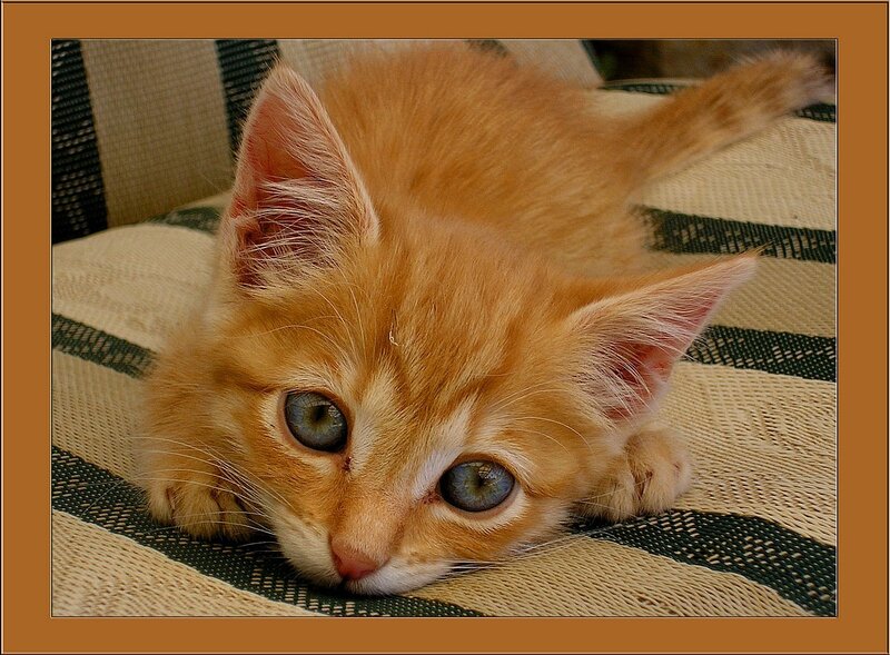 orange kitten resting