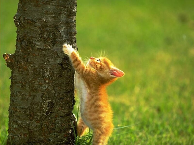 Orange Kitten Scratching Tree