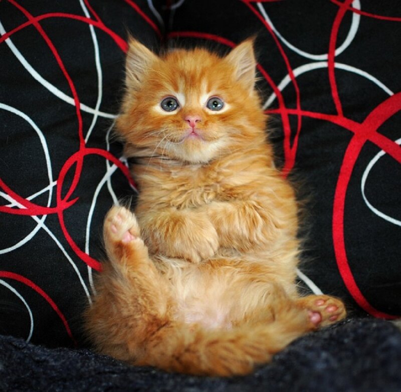 Orange Kitten Sitting — Calm, Photograph, Pillow