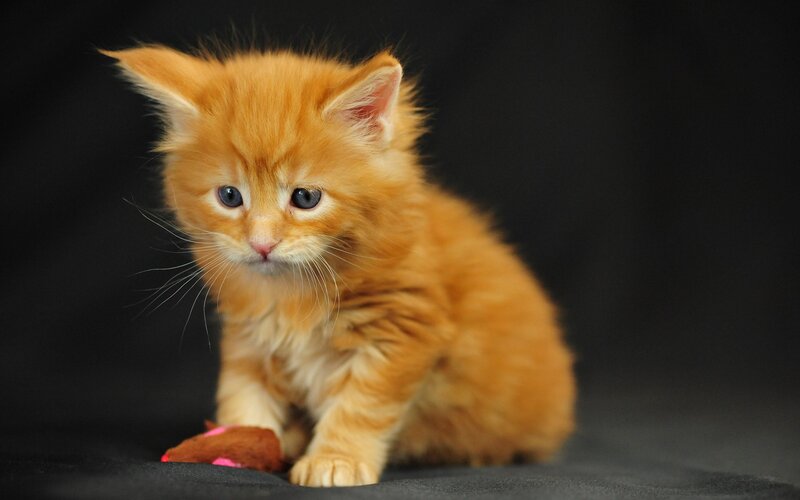 Orange Kitten Sitting — Calm, Photograph, Toy