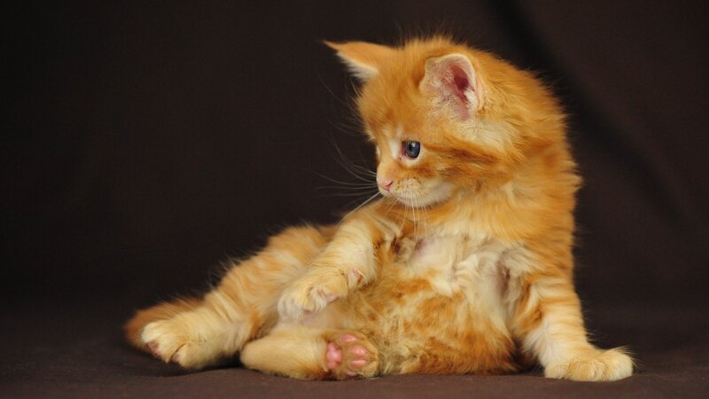 Orange Kitten Sitting — Calm, Photograph, Whiskers, Paws
