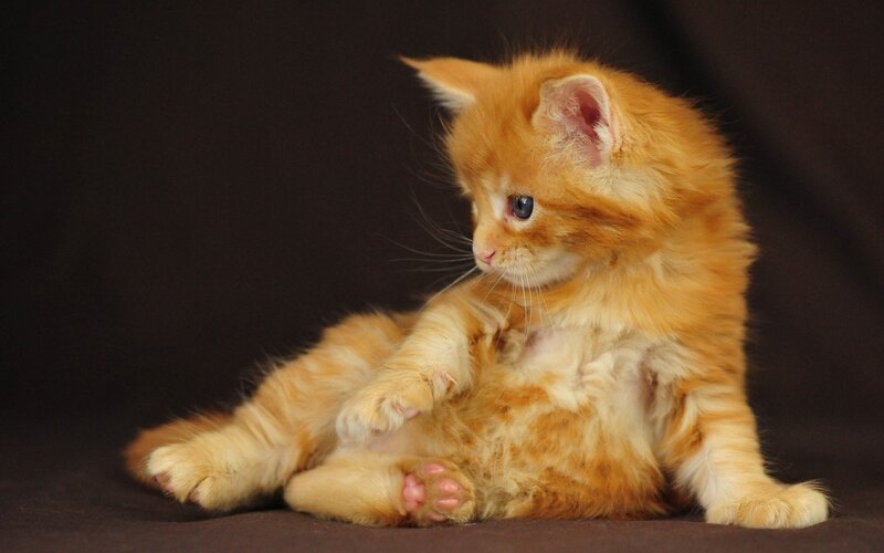 Orange Kitten Sitting — Calm, Photograph, Whiskers