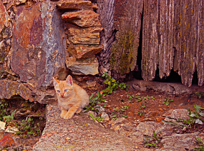 Orange Kitten Sitting — Calm