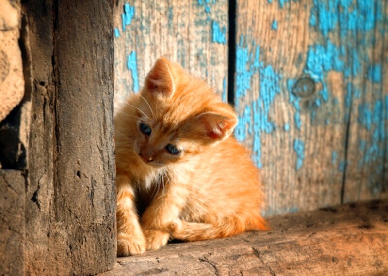 Orange Kitten Sitting — Curious