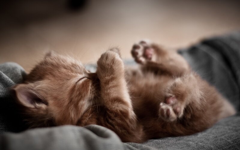 Orange Kitten Sleeping — Brown, Peaceful, Photograph