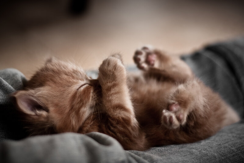 Orange Kitten Sleeping — Brown, Peaceful