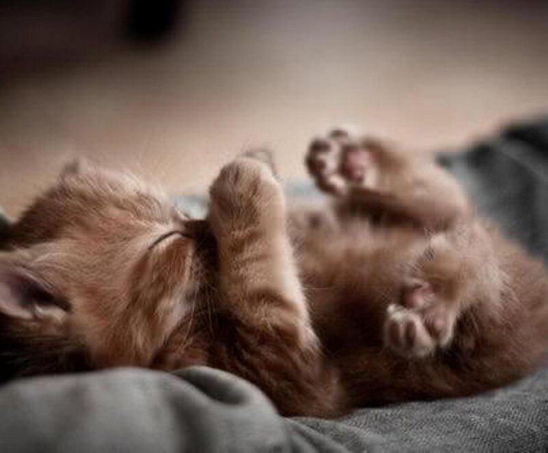 Orange Kitten Sleeping — Brown