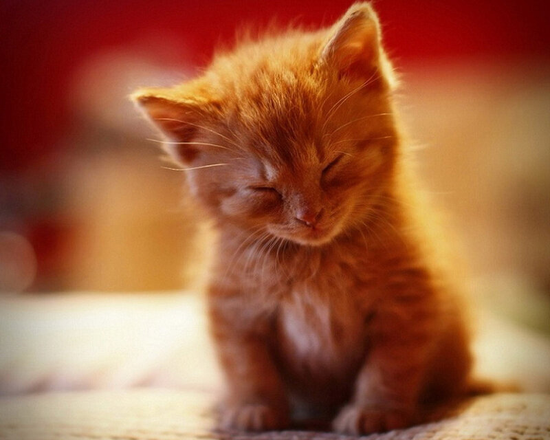 Orange Kitten Sleeping — Calm, Photograph