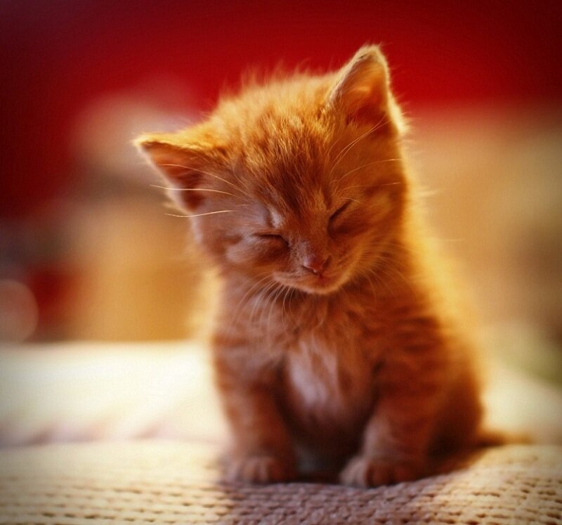 Orange Kitten Sleeping — Calm