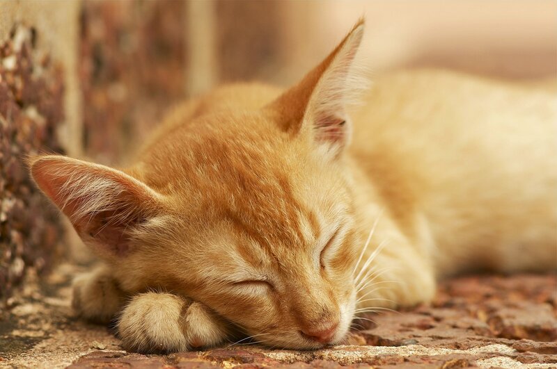 Orange Kitten Sleeping — Peaceful, Afternoon, Photograph, Brick Ground