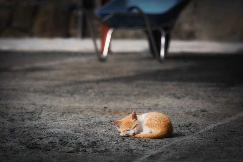Orange Kitten Sleeping — Peaceful, Afternoon, Photograph, Pavement