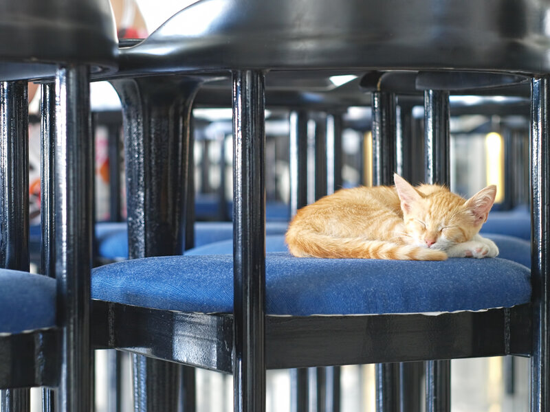 Orange Kitten Sleeping — Peaceful, Afternoon, Photograph